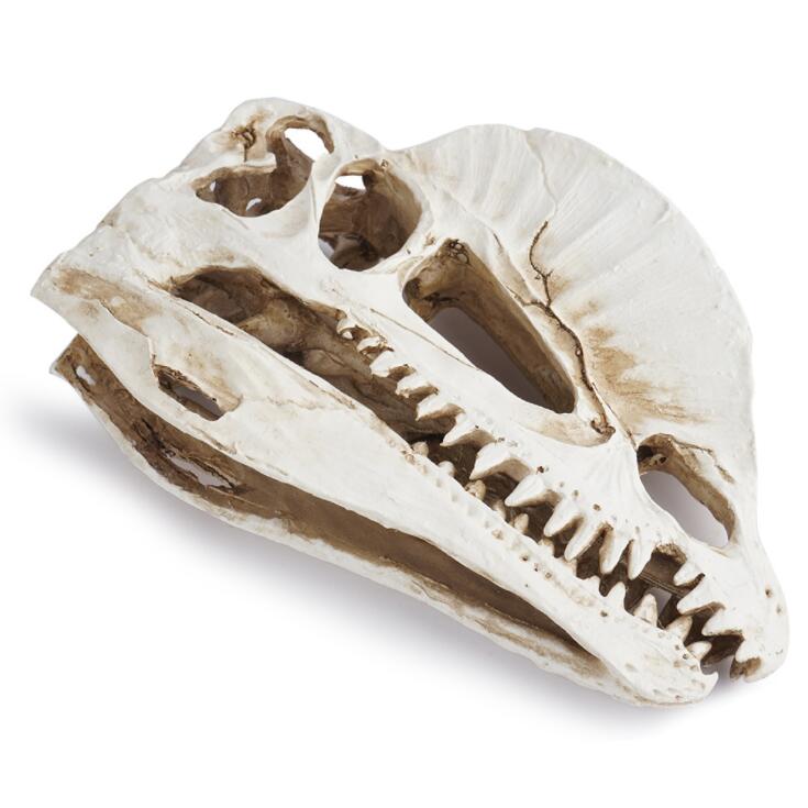Dilophosaurus 해골 모형, 수지 가정 사무실 - Home Office Gear 리뷰 및 가격